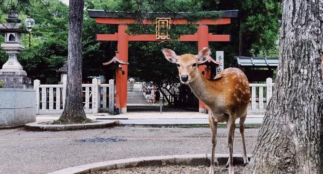 Sacred deer and torii gate in Nara